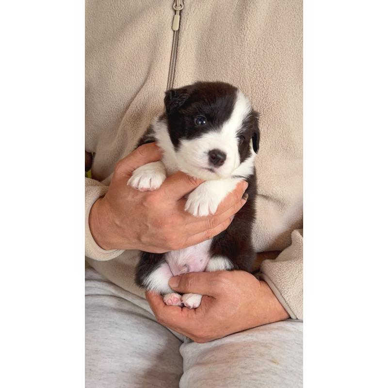 販売中の岐阜県のボーダーコリー-429850の5枚目