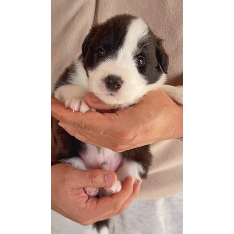 販売中の岐阜県のボーダーコリー-429850の4枚目