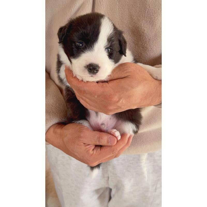 販売中の岐阜県のボーダーコリー-429850の3枚目