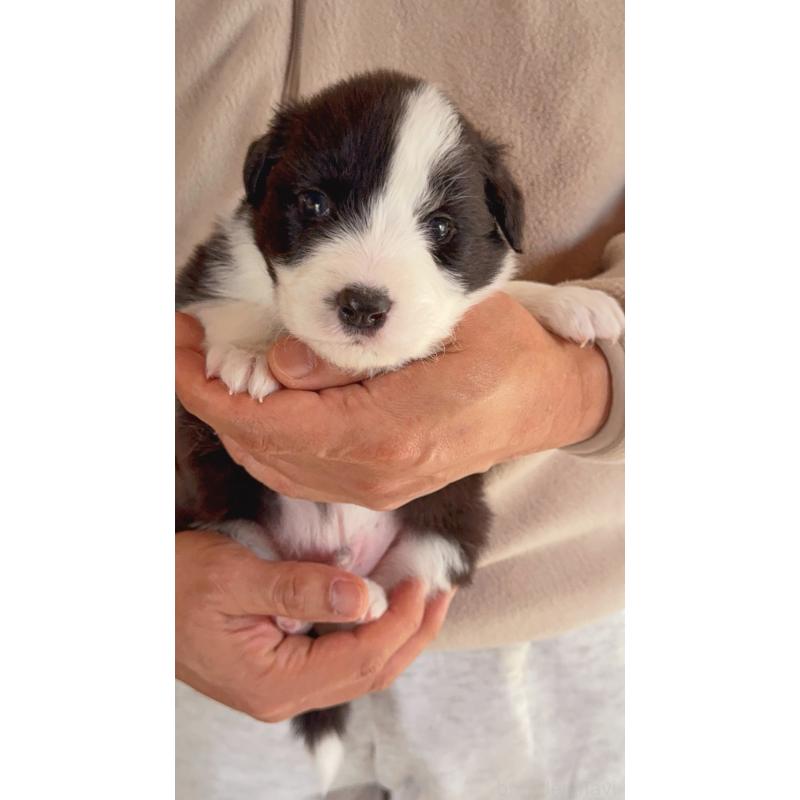 販売中の岐阜県のボーダーコリー-429850の2枚目