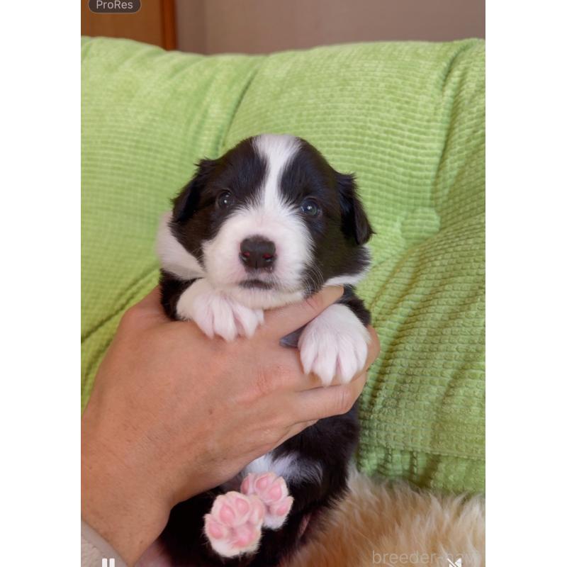 販売中の岐阜県のボーダーコリー-429851の9枚目