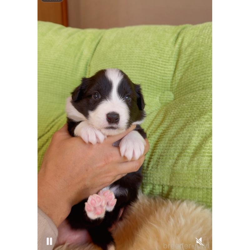 販売中の岐阜県のボーダーコリー-429851の8枚目