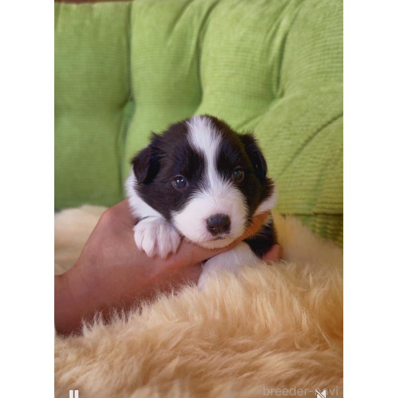 販売中の岐阜県のボーダーコリー-429851の7枚目