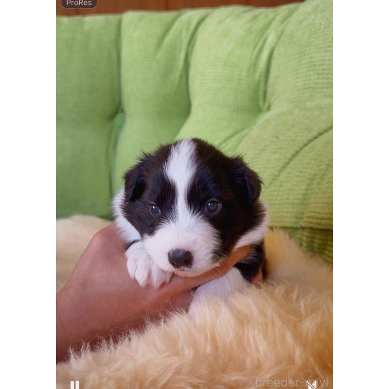 販売中の岐阜県のボーダーコリー-429851の6枚目