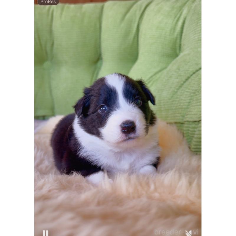 販売中の岐阜県のボーダーコリー-429851の5枚目