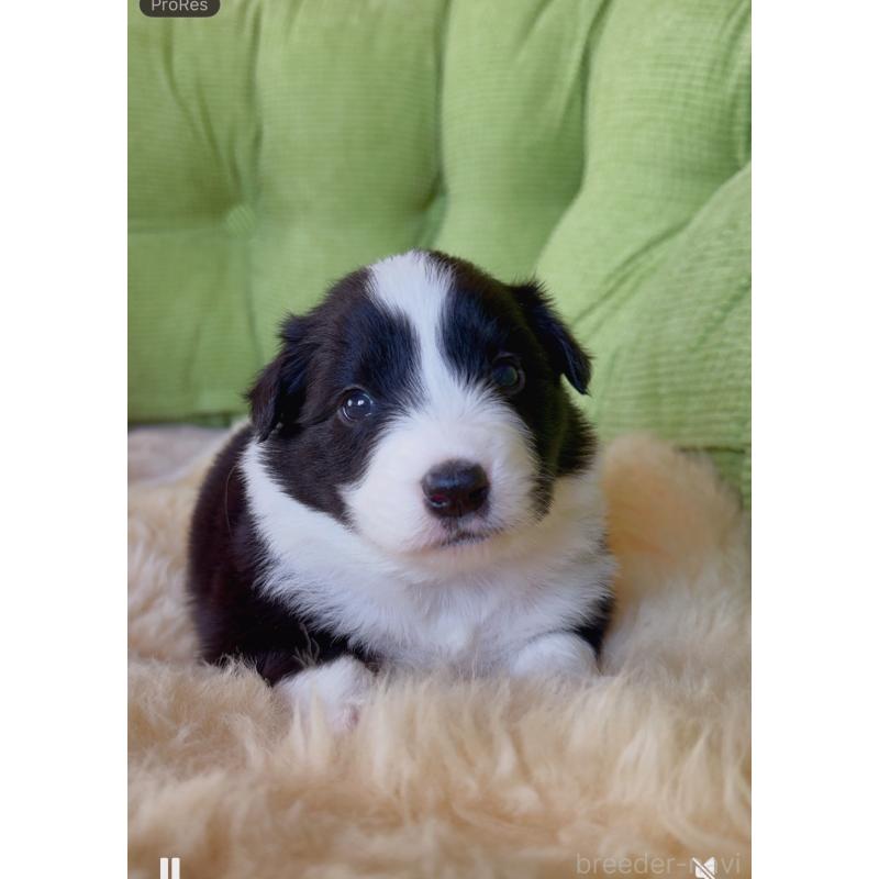 販売中の岐阜県のボーダーコリー-429851の4枚目