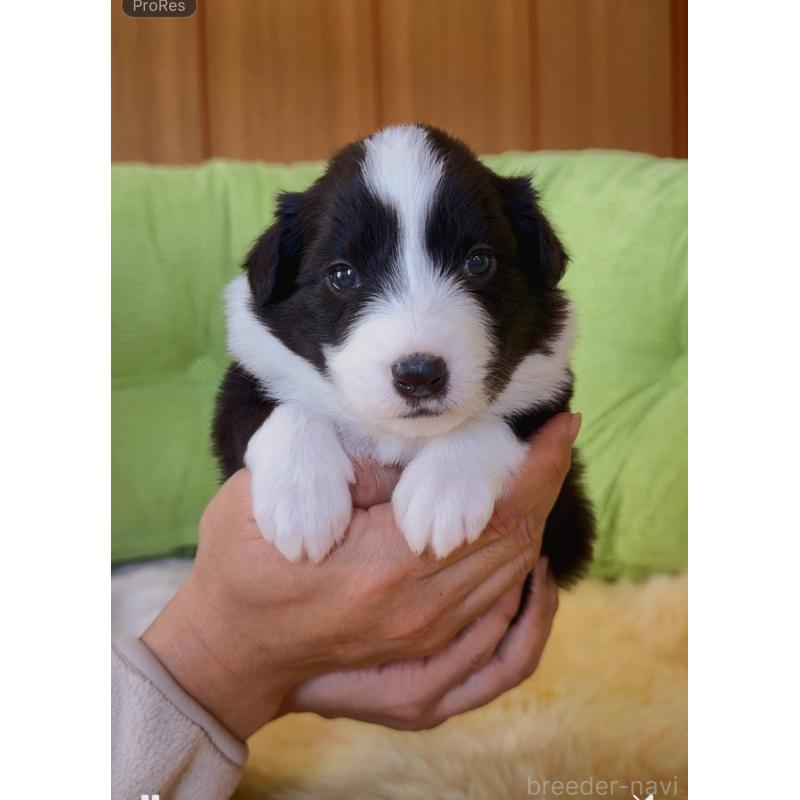 販売中の岐阜県のボーダーコリー-429851の3枚目