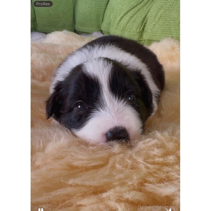 販売中の岐阜県のボーダーコリー-429851の2枚目