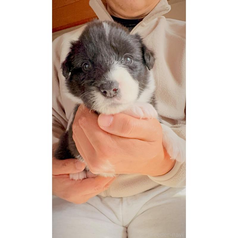 販売中の岐阜県のボーダーコリー-429852の8枚目