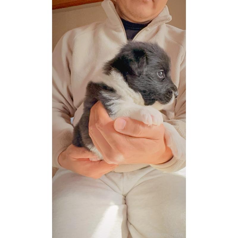 販売中の岐阜県のボーダーコリー-429852の7枚目