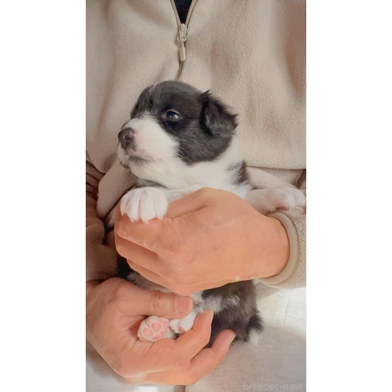 販売中の岐阜県のボーダーコリー-429852の3枚目