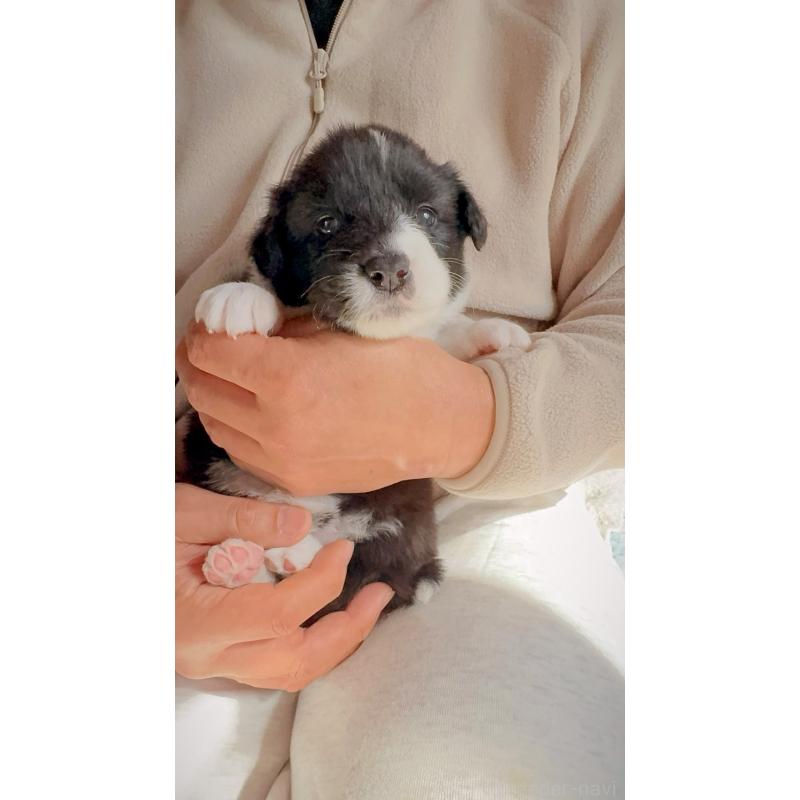 販売中の岐阜県のボーダーコリー-429852の2枚目