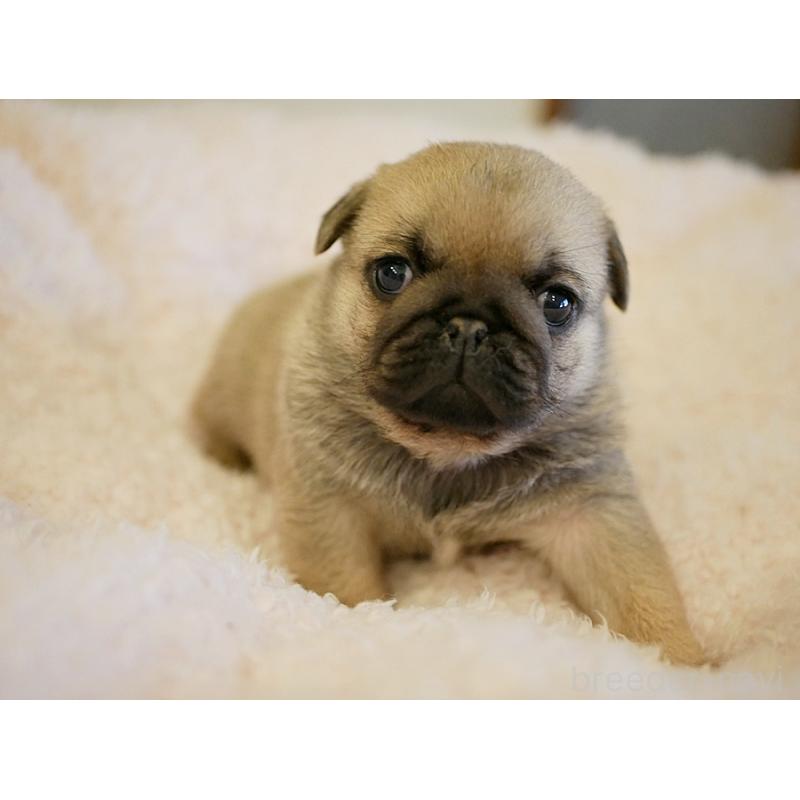 販売中の鹿児島県のパグ-423895の8枚目