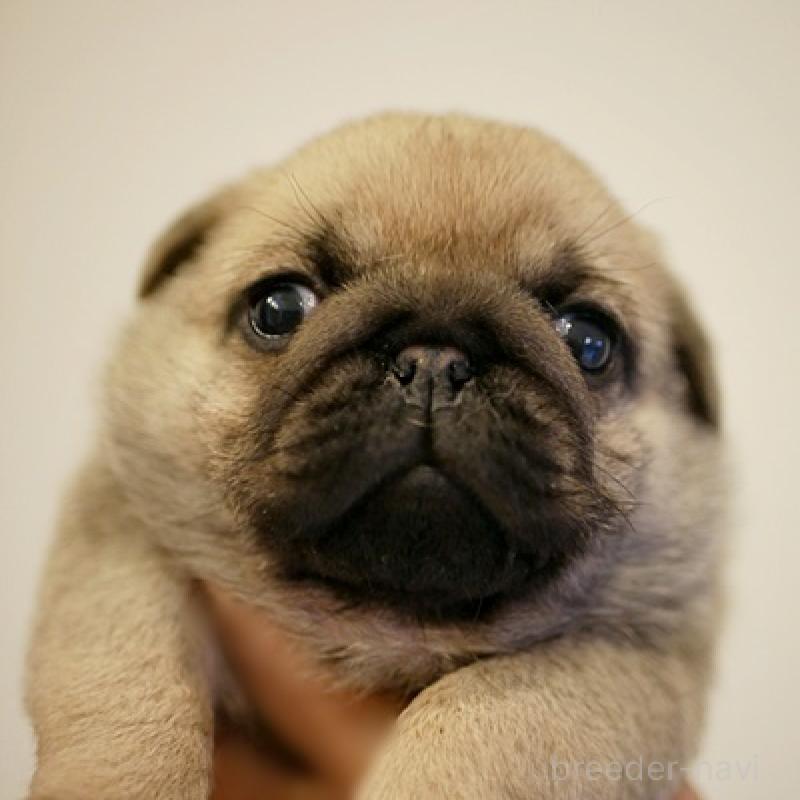 販売中の鹿児島県のパグ-423895の7枚目