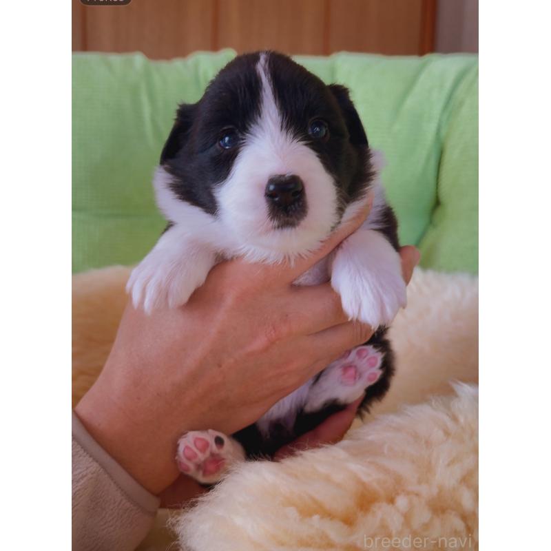 販売中の岐阜県のボーダーコリー-429853の8枚目