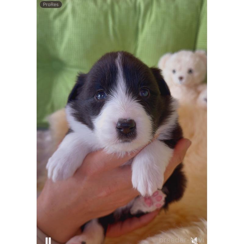 販売中の岐阜県のボーダーコリー-429853の7枚目