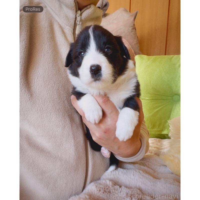 販売中の岐阜県のボーダーコリー-429853の6枚目