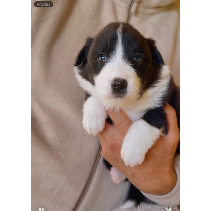 販売中の岐阜県のボーダーコリー-429853の5枚目