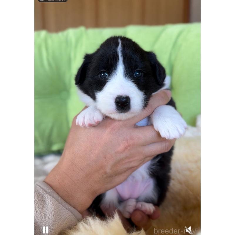 販売中の岐阜県のボーダーコリー-429853の4枚目