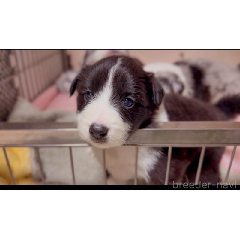 販売中の岐阜県のボーダーコリー-429853の2枚目