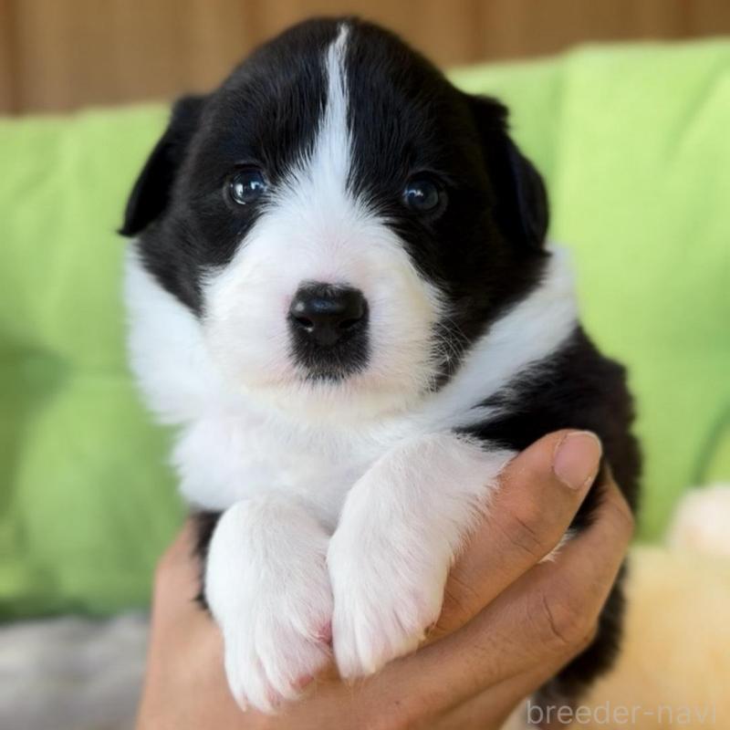 販売中の岐阜県のボーダーコリー-429853