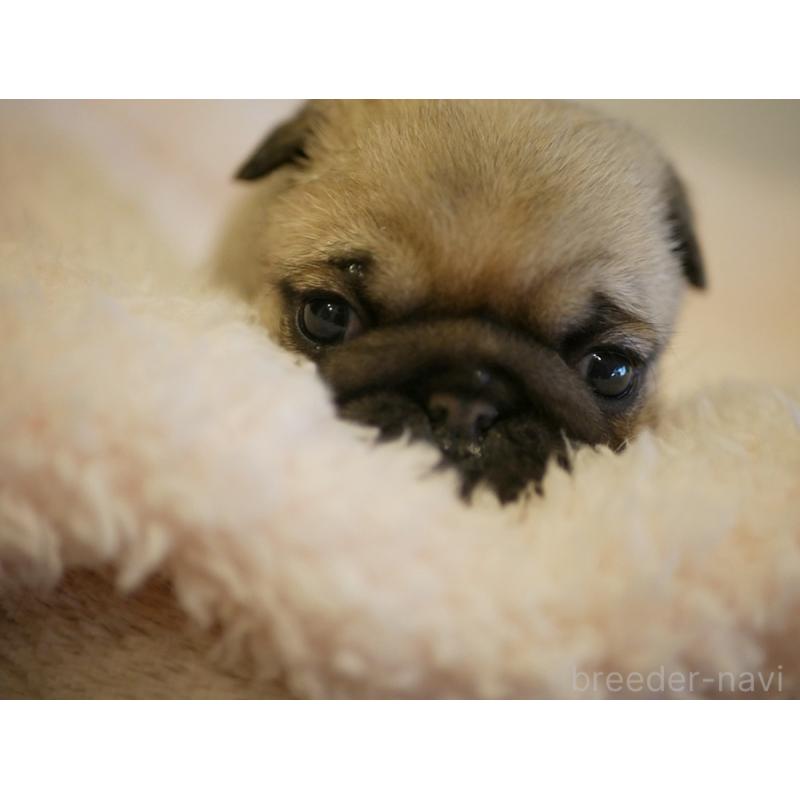 販売中の鹿児島県のパグ-423894の8枚目