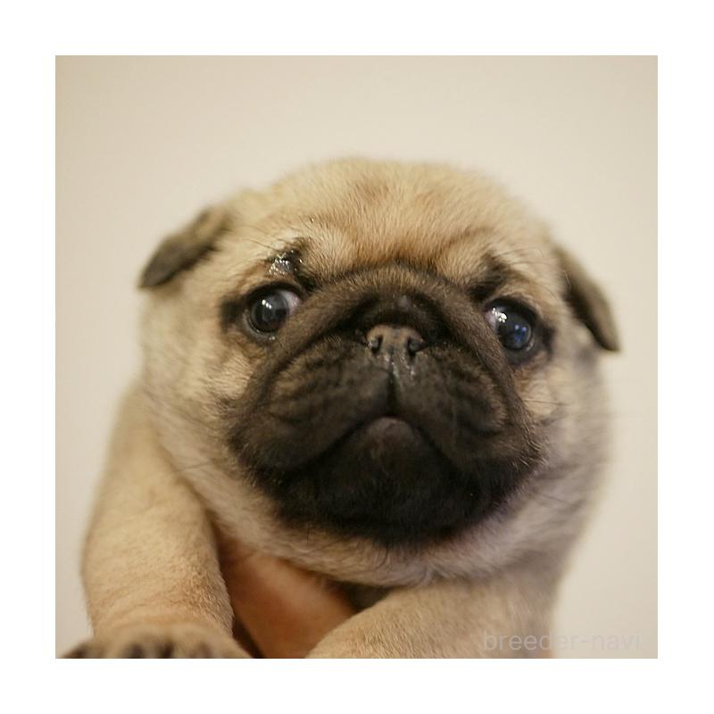 販売中の鹿児島県のパグ-423894の7枚目