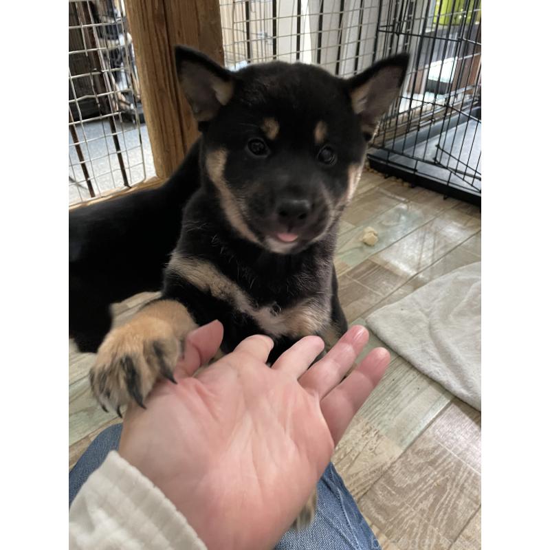 成約済の大阪府の柴犬-429083の9枚目