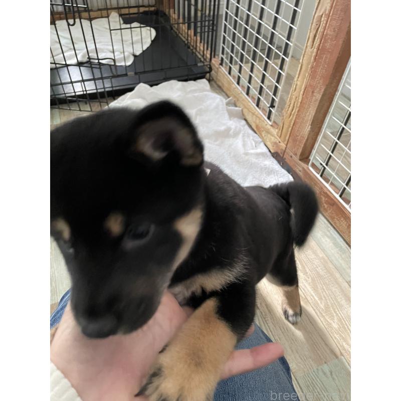 成約済の大阪府の柴犬-429083の8枚目