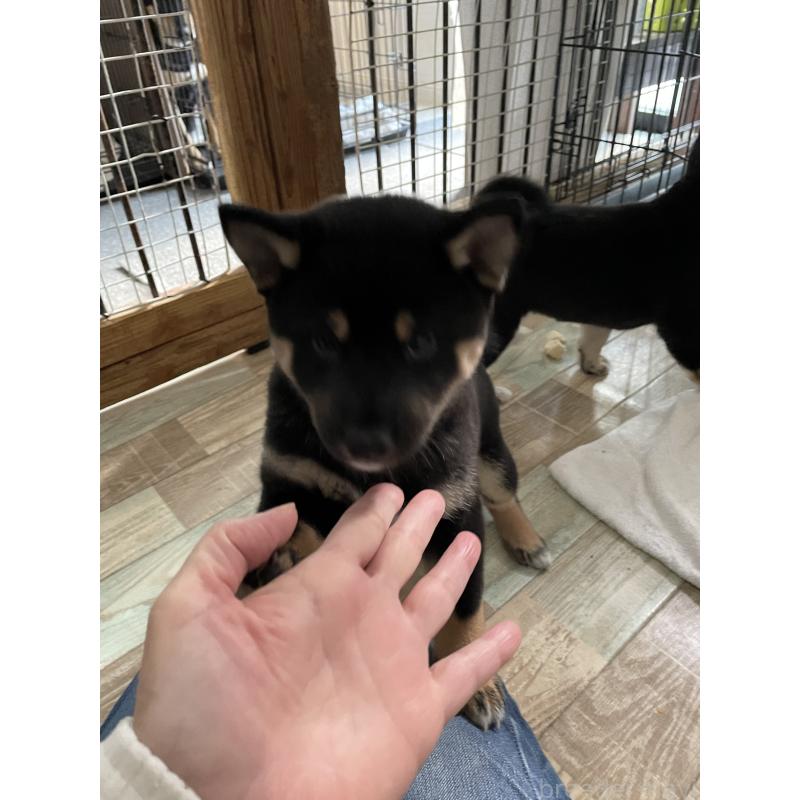 成約済の大阪府の柴犬-429083の7枚目