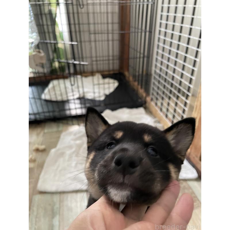 成約済の大阪府の柴犬-429083の6枚目