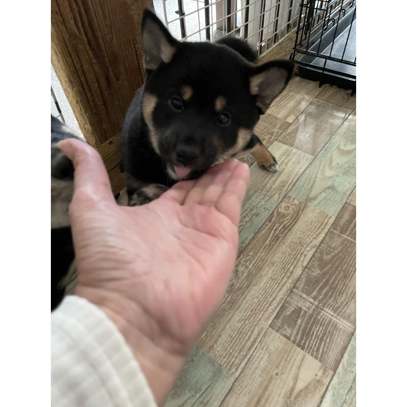 成約済の大阪府の柴犬-429083の5枚目