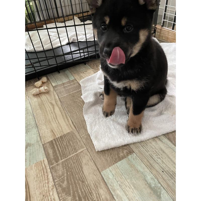 成約済の大阪府の柴犬-429083の4枚目