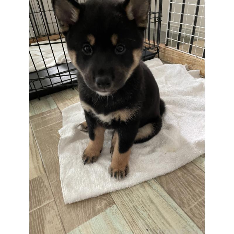 成約済の大阪府の柴犬-429083の3枚目