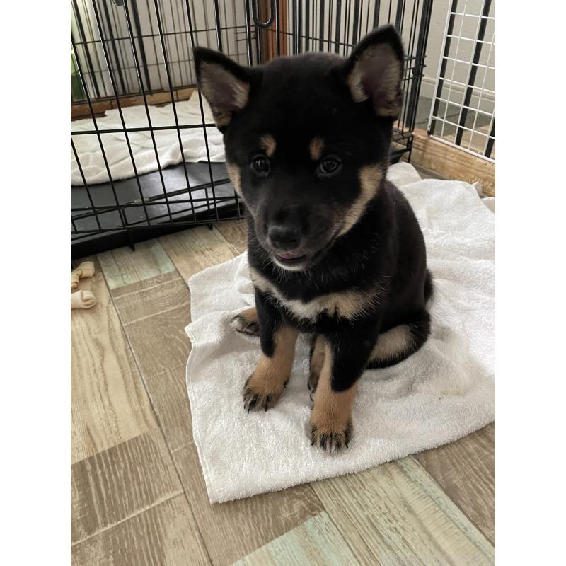 成約済の大阪府の柴犬-429083の2枚目