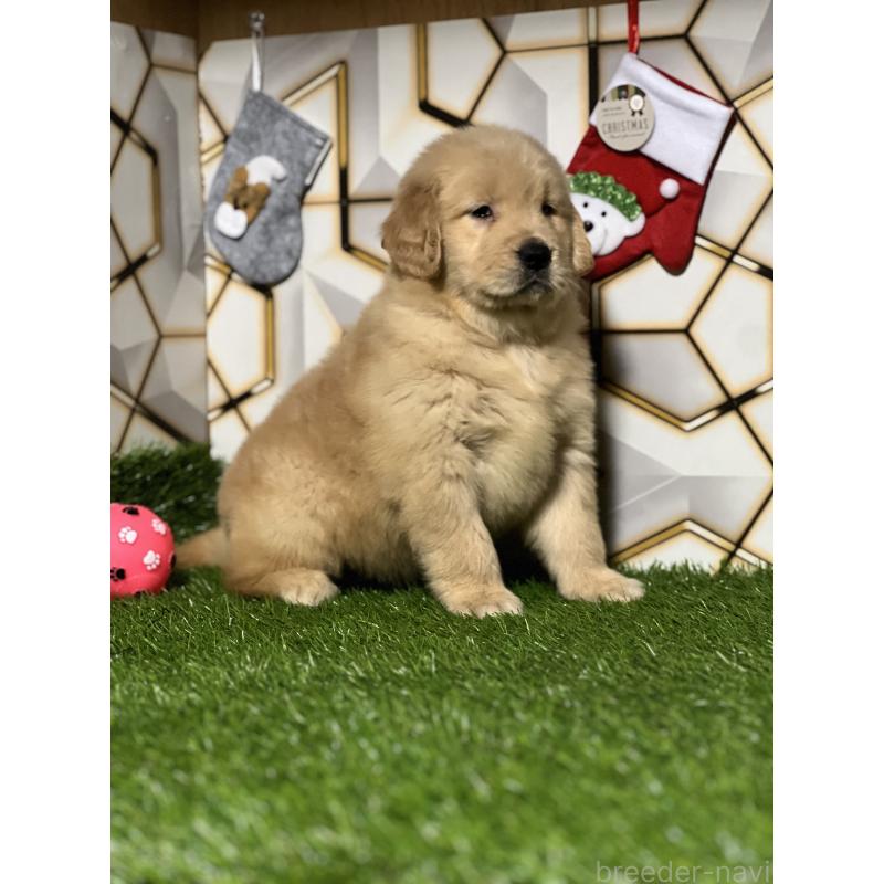 販売中の静岡県のゴールデンレトリーバー-429855の7枚目