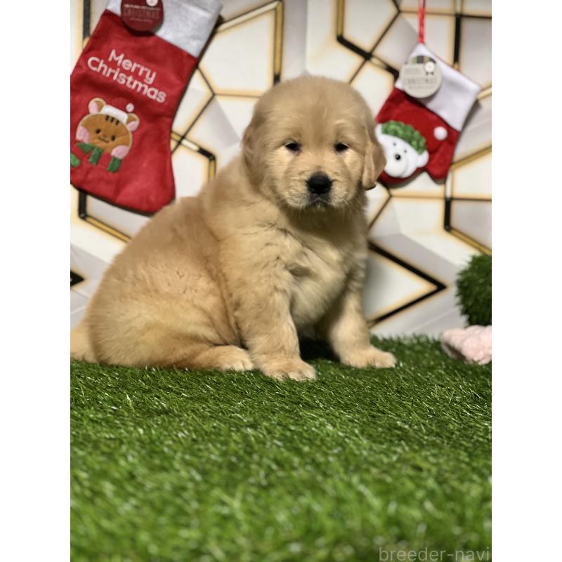 販売中の静岡県のゴールデンレトリーバー-429855の6枚目