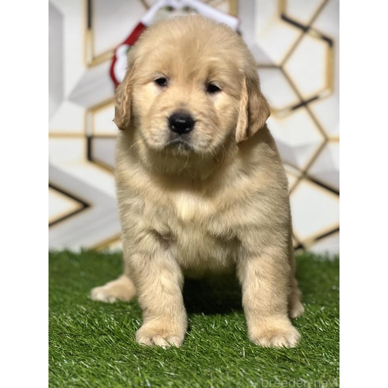 販売中の静岡県のゴールデンレトリーバー-429855の5枚目