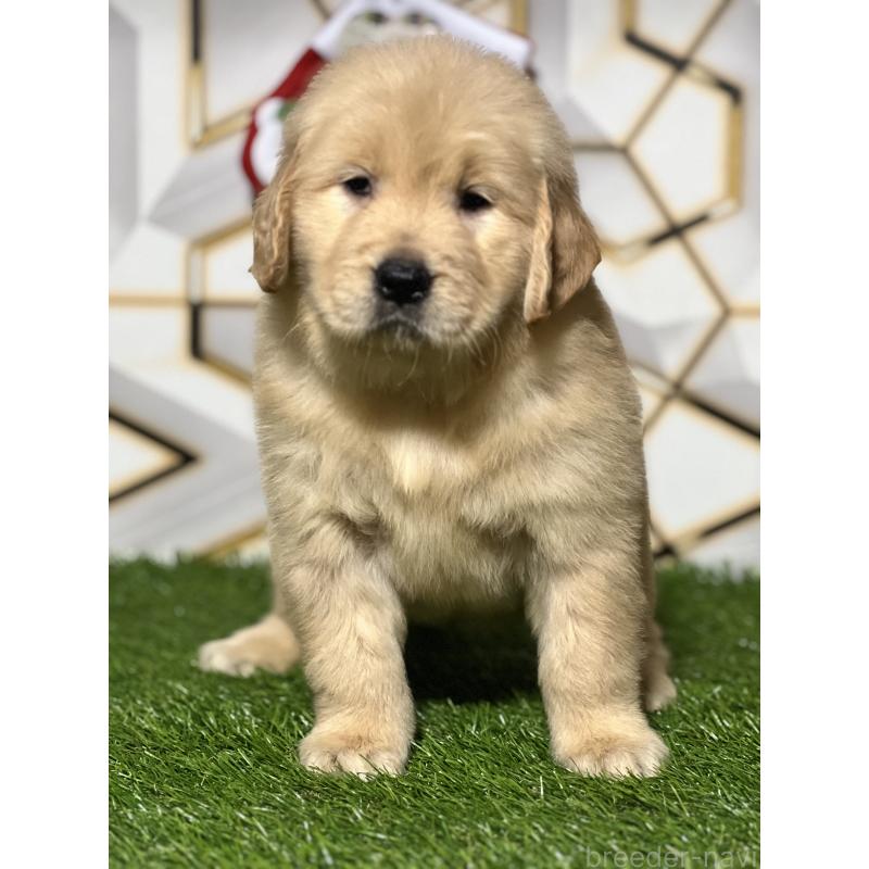 販売中の静岡県のゴールデンレトリーバー-429855の4枚目