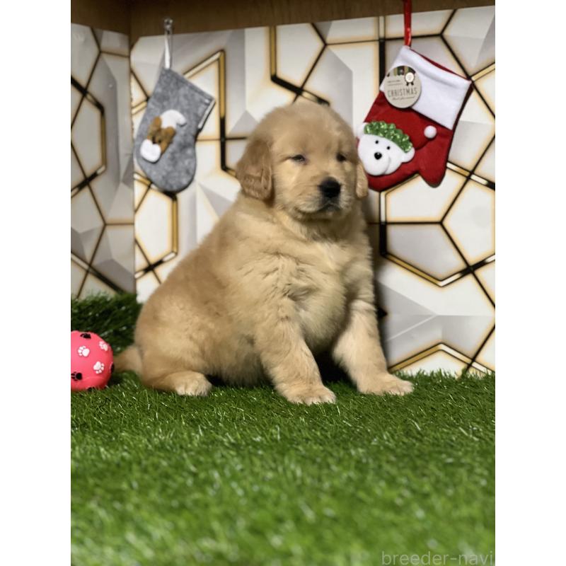 販売中の静岡県のゴールデンレトリーバー-429855の3枚目