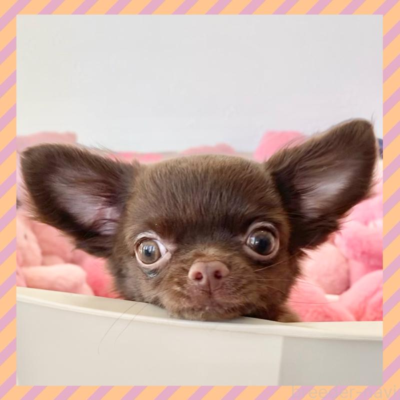 成約済の群馬県のチワワ(ロングコート)-424184