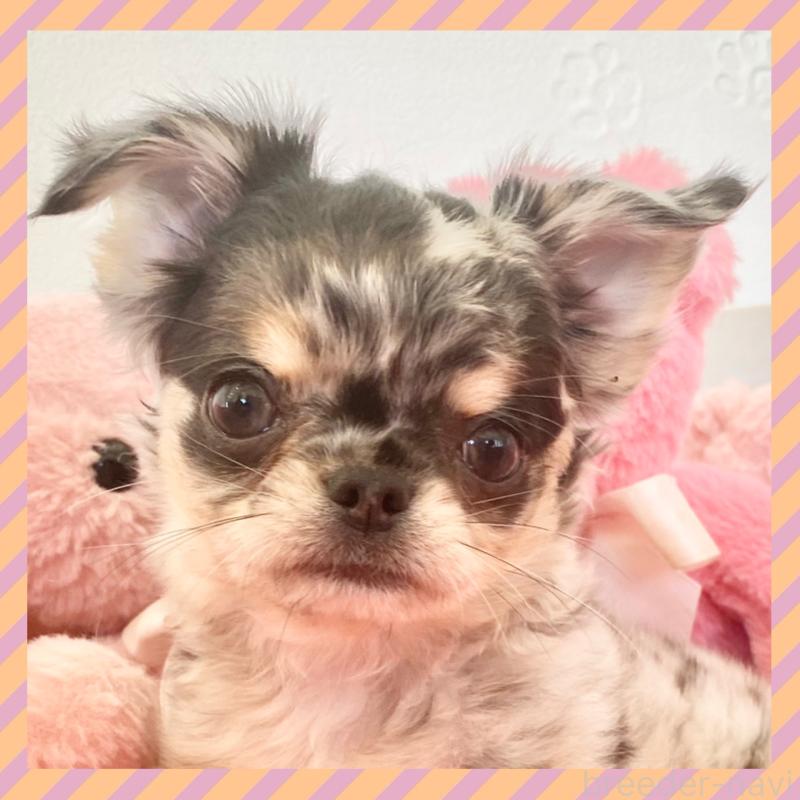 販売中の群馬県のチワワ(ロングコート)-425768