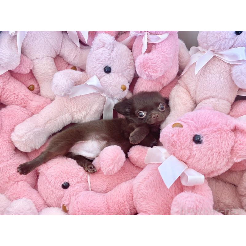 成約済の群馬県のチワワ(ロングコート)-424184の2枚目