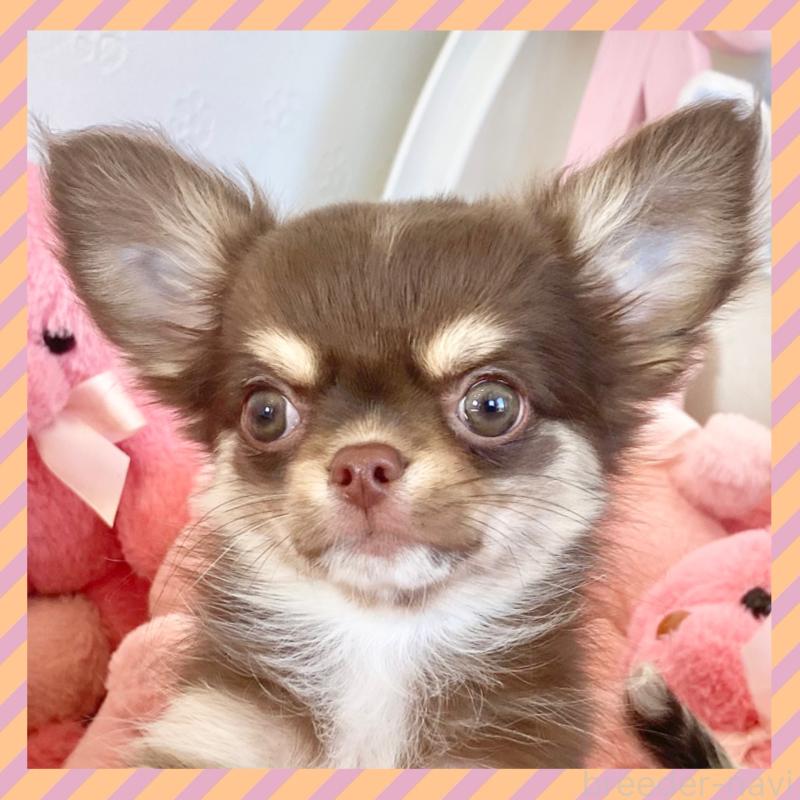 販売中の群馬県のチワワ(ロングコート)-425767