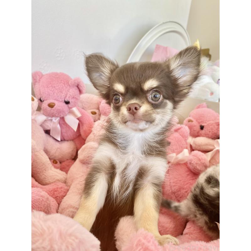 成約済の群馬県のチワワ(ロングコート)-425767の2枚目