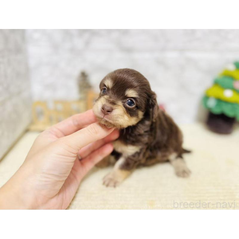 販売中の岐阜県のチワックス:チワワ×ミニチュアダックスフンド-429856の8枚目