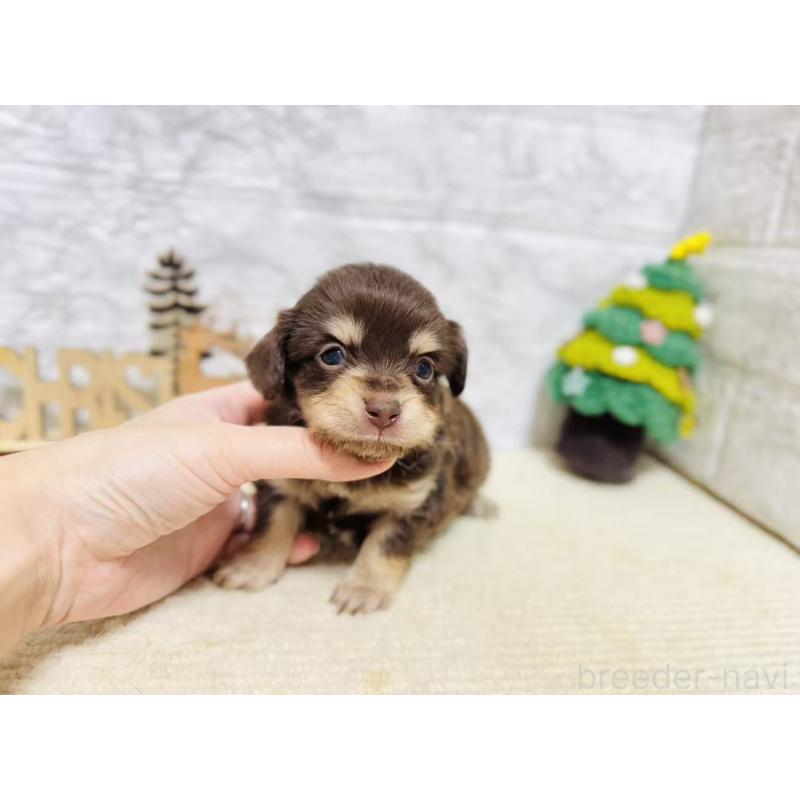 販売中の岐阜県のチワックス:チワワ×ミニチュアダックスフンド-429856の7枚目