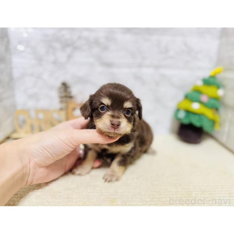 販売中の岐阜県のチワックス:チワワ×ミニチュアダックスフンド-429856の6枚目