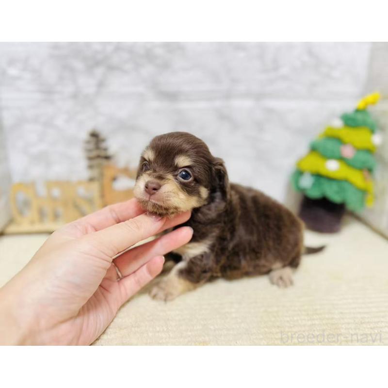 販売中の岐阜県のチワックス:チワワ×ミニチュアダックスフンド-429856の5枚目