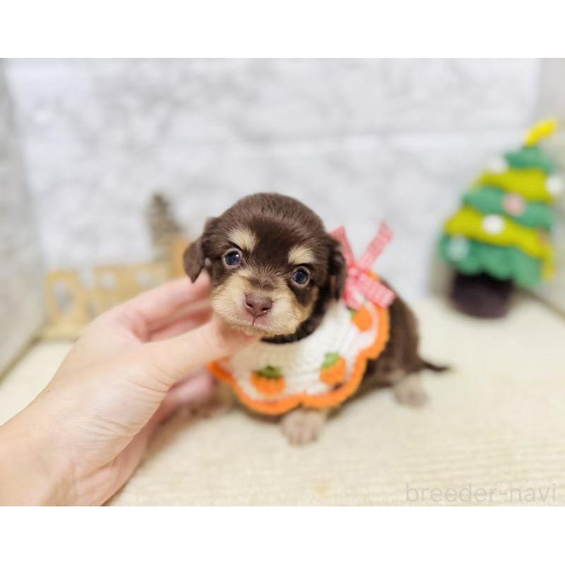 販売中の岐阜県のチワックス:チワワ×ミニチュアダックスフンド-429856の4枚目